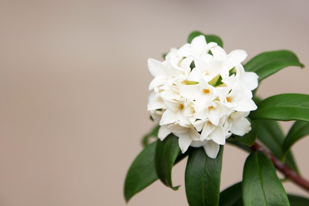 沈丁花の花