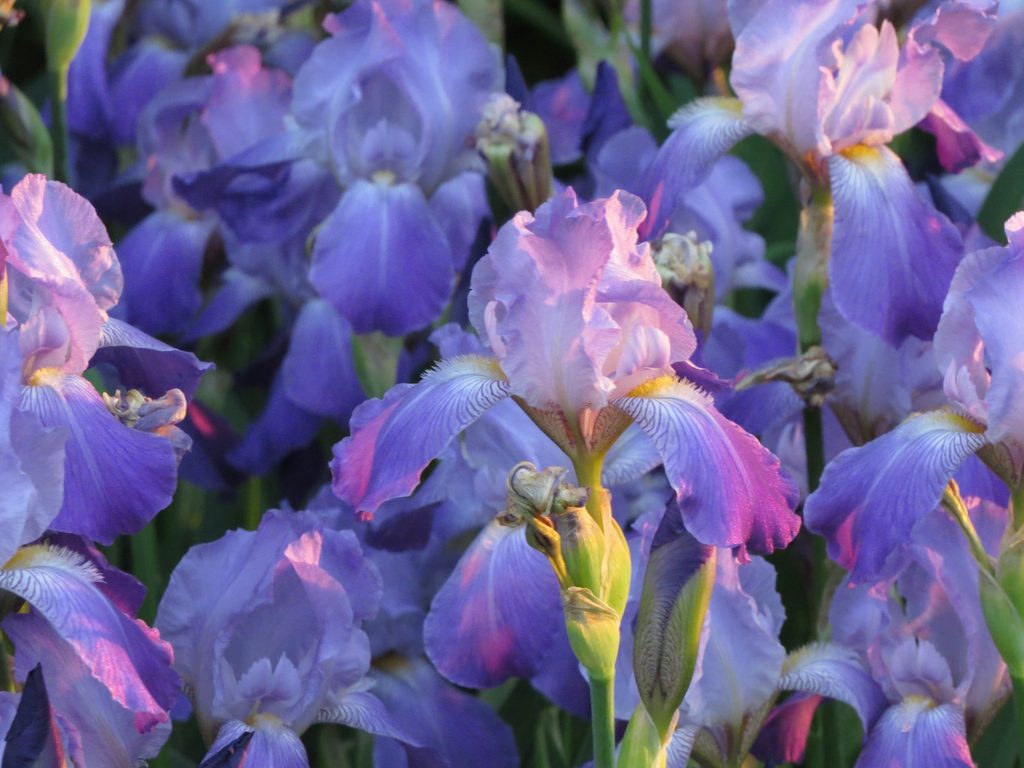 アイリスの花
