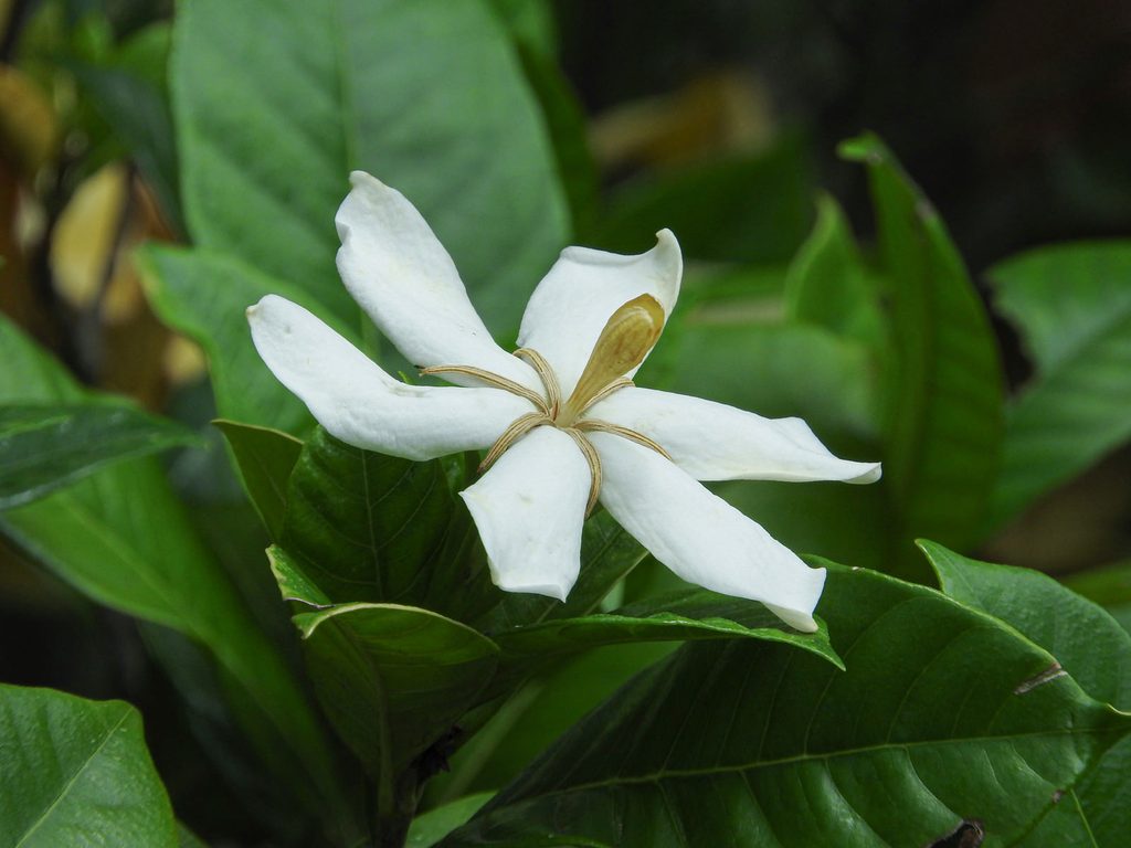クチナシの花