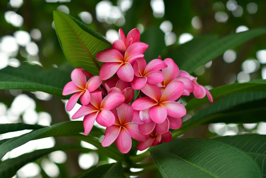 プルメリアの花