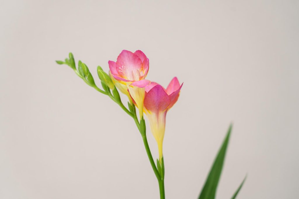 フリージアの花